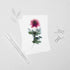 Pink Chrysanthemum Postcard